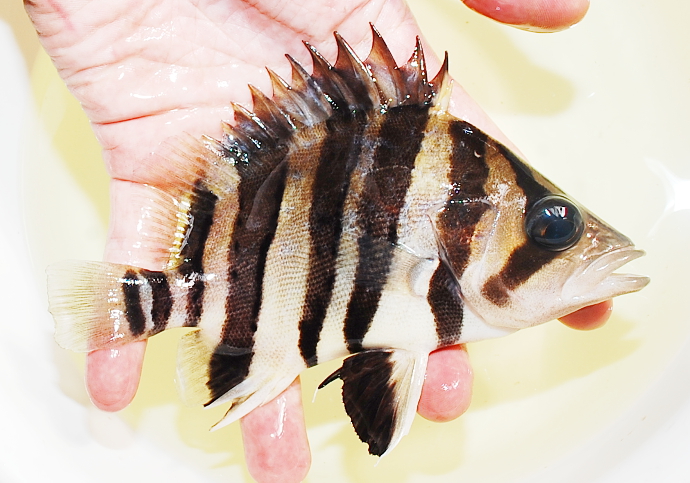 アクアショップ かのう ダトニオ・パーチ